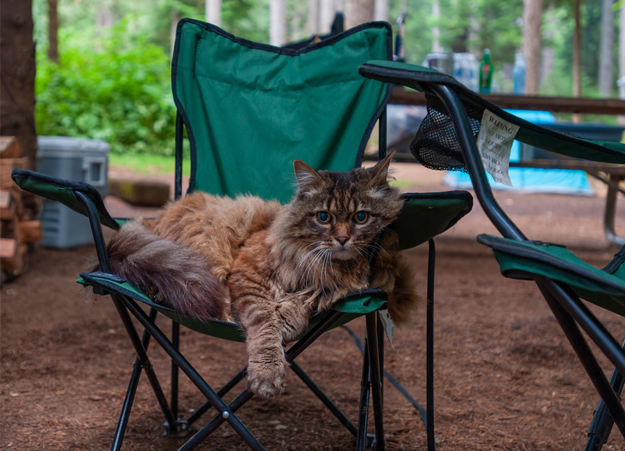 Cat sitting in camping chair