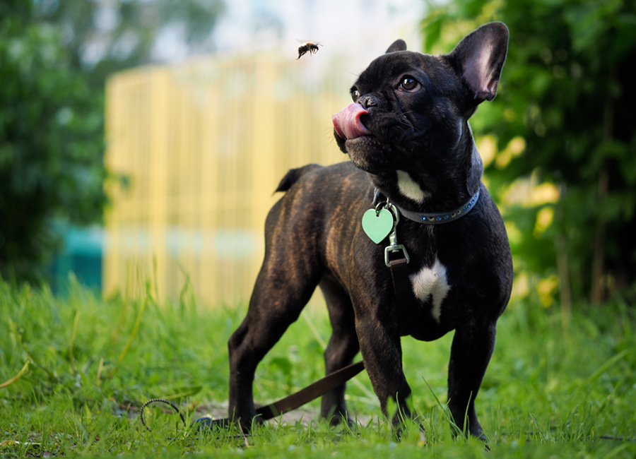 Dog looking at bug