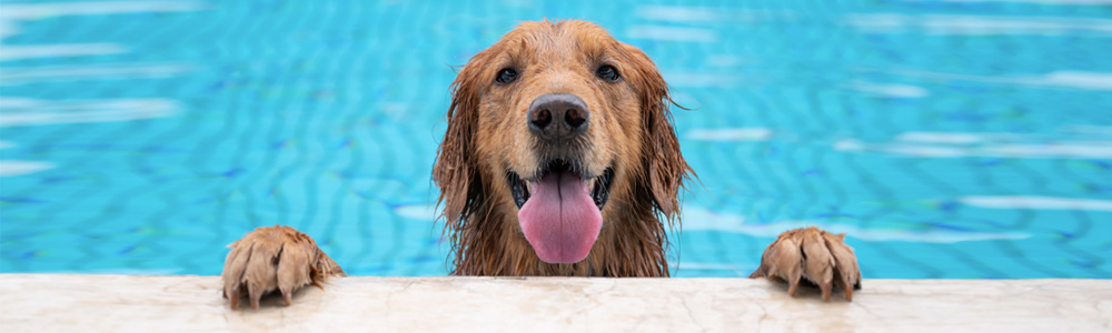 Dog in pool