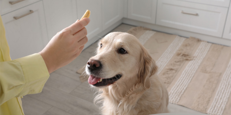 20 Foods Dogs Can't Eat, and 13 Foods Safe For Your Pup!