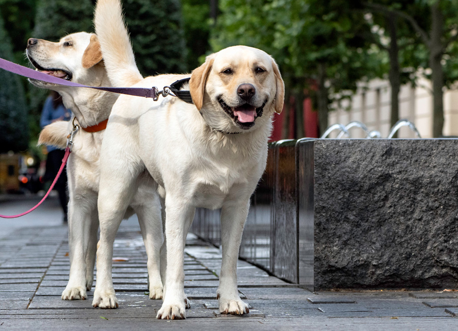 Dogs on a walk