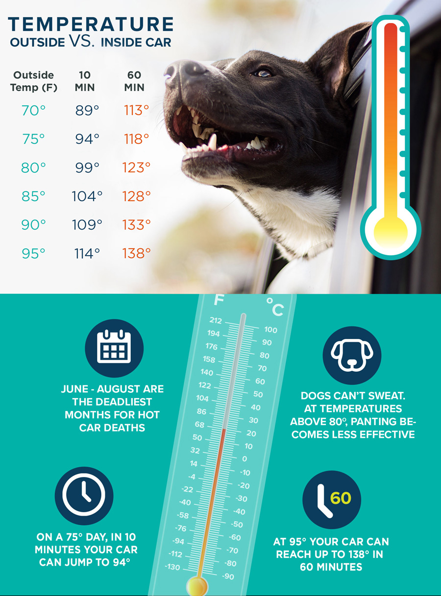 Pets in hot cars infographic