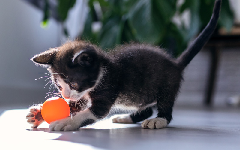 New kitten playing